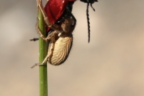 *(17800) L'araigne crabe (Araneae - Thomisidae - Xysticus sp.)  vs Le cardinal (Coloptre - Pyrochroidae - Pyrochroa coccinea)